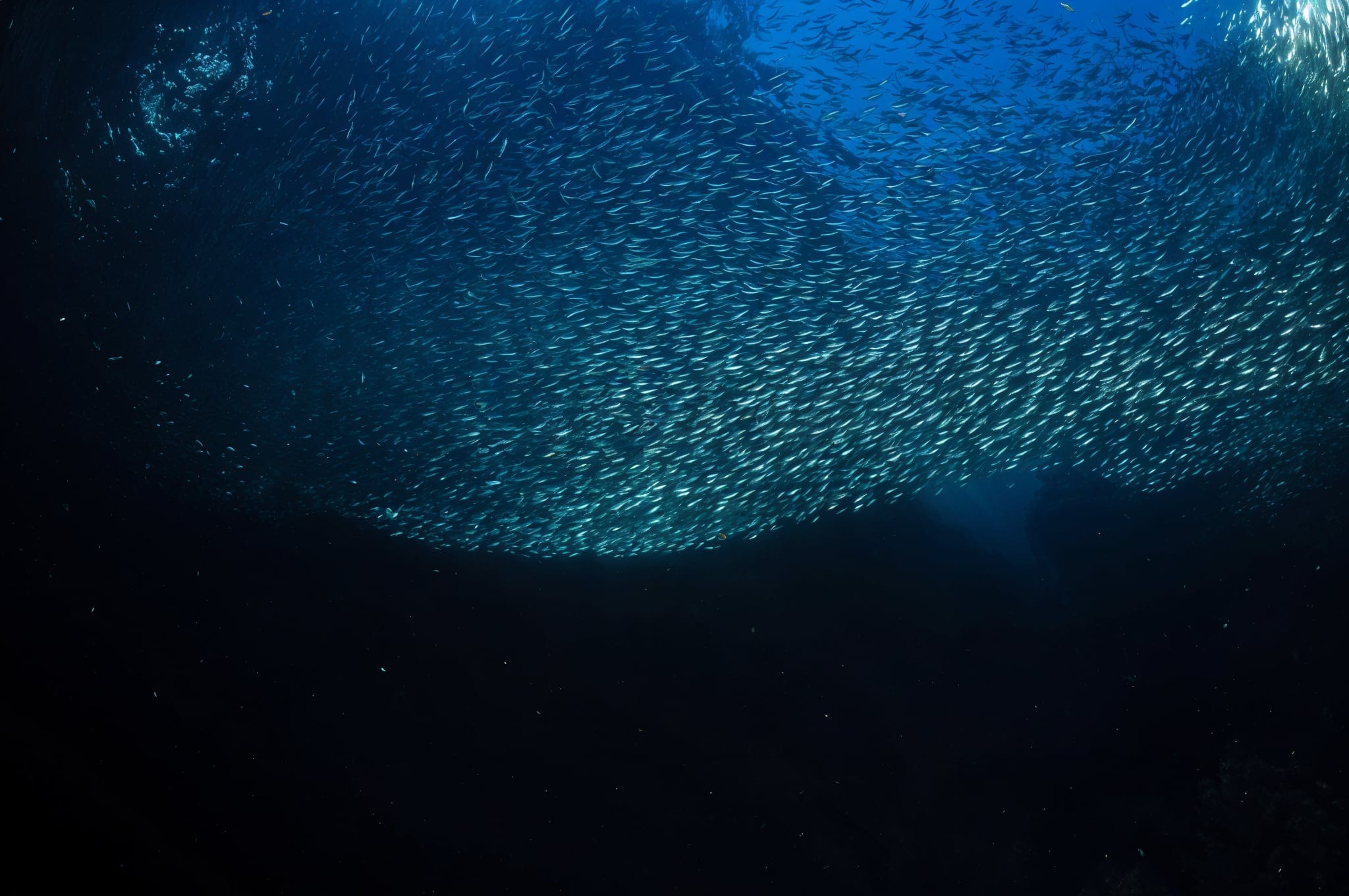 deep blue sea fish